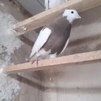 کبوتر|پرنده|تهران, شهر زیبا|دیوار