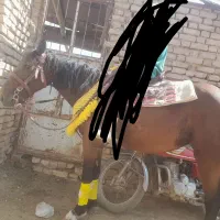 اسب یورقه|اسب و تجهیزات اسب‌سواری|نیشابور, کوی فرهنگیان|دیوار