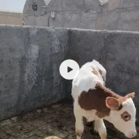 ۳ راس گوساله ماده جنس