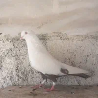 پرنده|پرنده|اهواز, منبع اب|دیوار