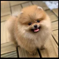 سگ پامر|سگ|تهران, سعادت‌آباد|دیوار