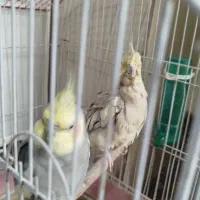 دو عدد عروس هلندی نر و ماده|پرنده|قدس, شهرقدس|دیوار