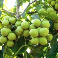 نهالستان ارقام متنوع میوه و پسته های پربار|خدمات باغبانی و درختکاری|رومشکان, |دیوار