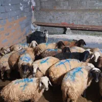فروش گوسفند