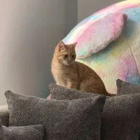 گربه بریتیش پرشین|گربه|ارومیه, |دیوار