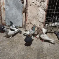 کفتر خودمونی هم چی قاطی|پرنده|شیراز, شیخ علی چوپان|دیوار