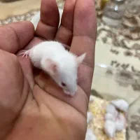 موش آزمایشگاهی|موش و خرگوش|تهران, شیخ هادی|دیوار