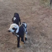بره نر و ماده