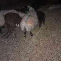 میش فروشی/ چاق / کلی
