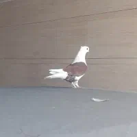 کبوتر زینتی|پرنده|شوش, |دیوار