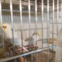 دوعدد عروس لوتینو