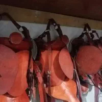 زین اسب|اسب و تجهیزات اسب‌سواری|شیراز, باغ تخت|دیوار