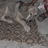 توله سگ عراقی پژدر سرابی