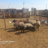 شیشک و میش شالی ابستن