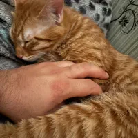 واگذاری گربه|گربه|اصفهان, ملک‌شهر|دیوار