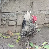 خروس گلین