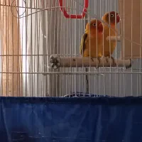 طوطی برزیلی با رنگ بی نظیر