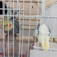 یک جفت عروس هلندی نر و ماده نوجوان|پرنده|کهریزک, |دیوار