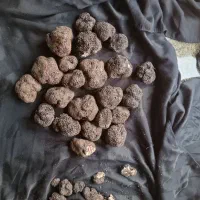توله انگلیس