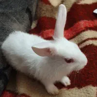 بچه خرگوش