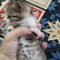 بچه گربه پیدا شده