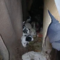 پا کوتاه سرابی