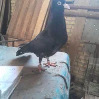 کبوتر دستی