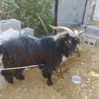 پازن ترکی|حیوانات مزرعه|بندر دیر, |دیوار