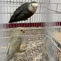 جوجه برزیلی