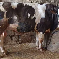 یک راس گوساله نر سیمینتال