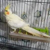 پرنده طوطی عروس هلندی|پرنده|سرخرود, |دیوار