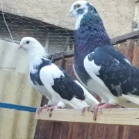 کفتر گرو دهنجور ضمانتی|پرنده|تهران, سلسبیل جنوبی|دیوار