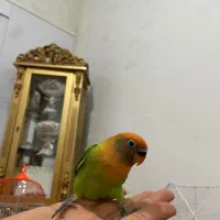 طوطی برزیلی نر کاملا دستی رام