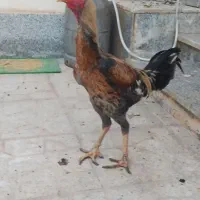 خروس و مرغ لاری و یه مرغ محلی  بندر لنگه