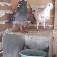 کفتر