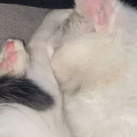 واگذاری رایگان گربه DSH|گربه|محلات, |دیوار