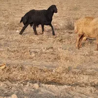 شیشک قره قزل