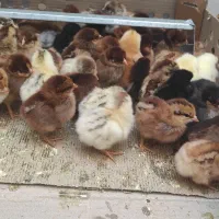 جوجه|حیوانات مزرعه|بندرعباس, |دیوار