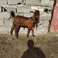 ۳ راس بز پاکستانی