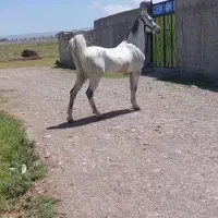 اسب کردو عرب|اسب و تجهیزات اسب‌سواری|مشگین شهر, |دیوار