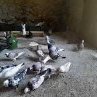 کبوتر|پرنده|بدره, |دیوار