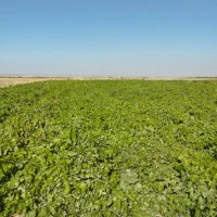 نهال انگورکشمشی خالص ضمانتی|خدمات باغبانی و درختکاری|ملایر, |دیوار