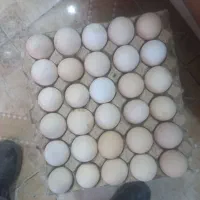 تخم مرغ محلی اورگانیک