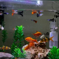 ماهی گوپی و لوچ دلقک باکیفیت زیره قیمت|ماهی|تهران, هروی|دیوار