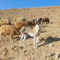 ماده خراسانی|سگ|قوچان, |دیوار