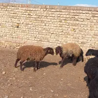 سه راس بره ماده هترو پای قوچ