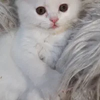 گربه پرشین چشم عسلی