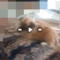 سگ گم شده مژدگانی خوب واسه یابنده