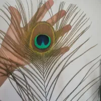 انواع پرطاووس