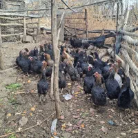 فروش حدود۵۵مرغ سالم وتخم گزار